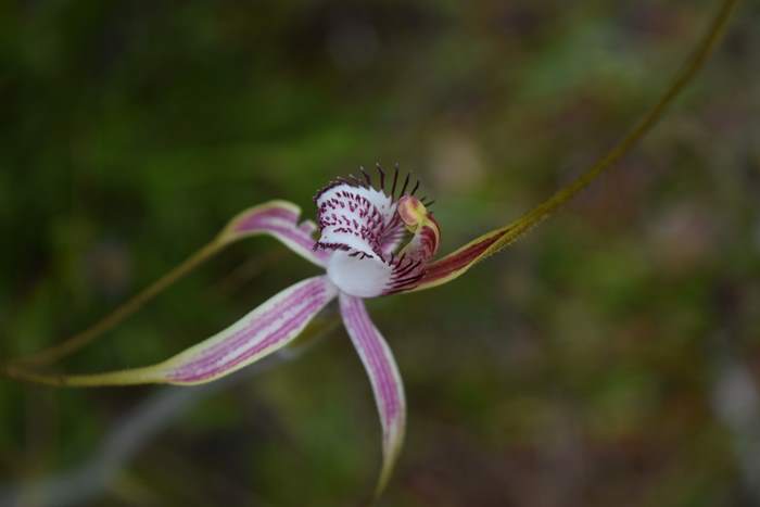 Caladenia - Orchid-spider-0039.JPG